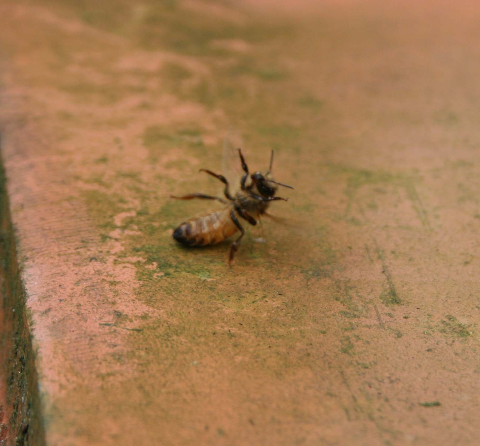 wasps-attacking-bees 049a.jpg